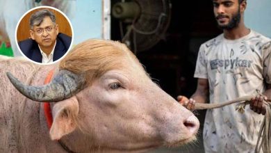 ডোনাল্ড ট্রাম্প মহিষ