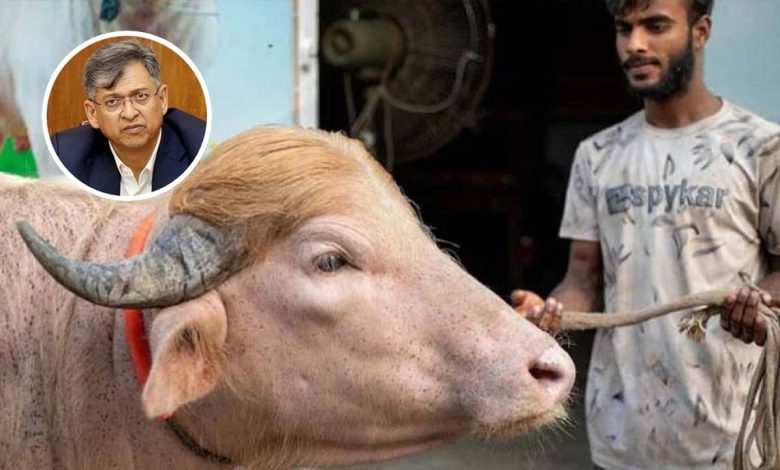 ডোনাল্ড ট্রাম্প মহিষ